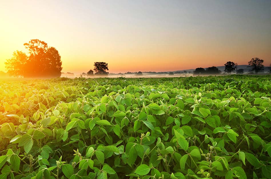 Yeast Metabolites - Pioneer of New Type Functional Organic Fertilizers