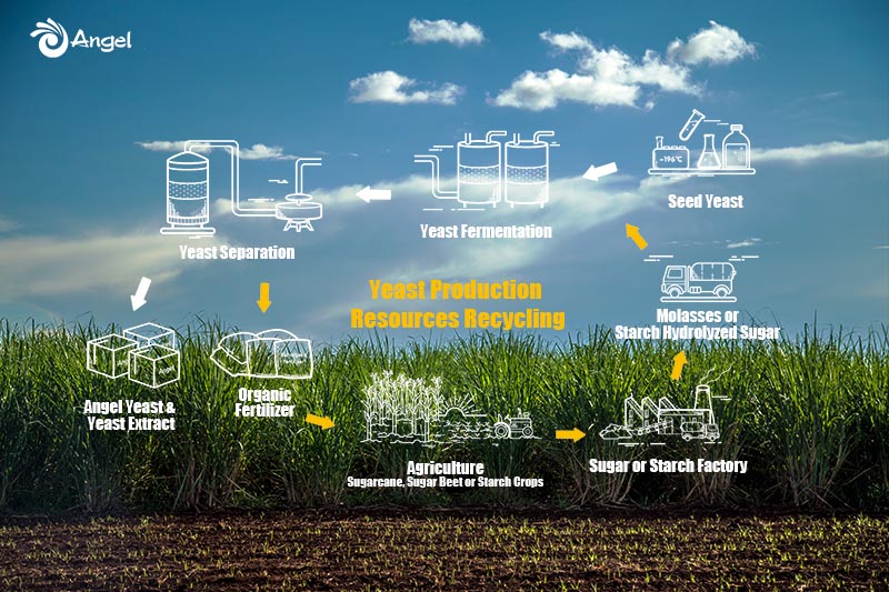 Angel Yeast develops circular economy to promote sustainable development
