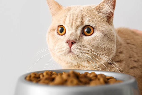 Application Trend of Hydrolyzed Yeast in Pet Food