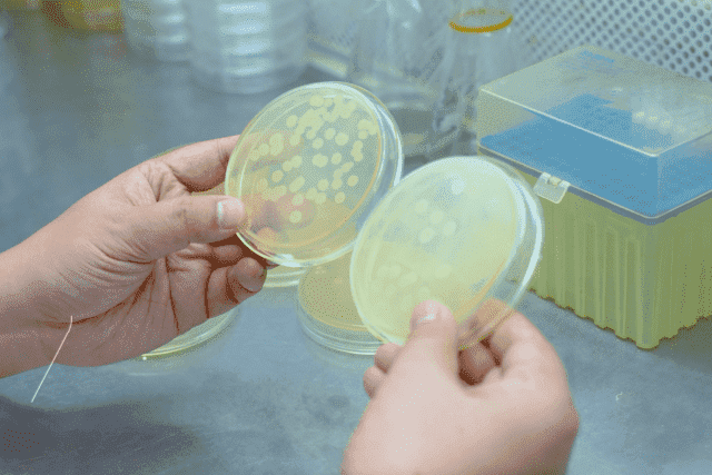 Application and Substitution Strategy of Animal-Free Peptones in Industrial Fermentation