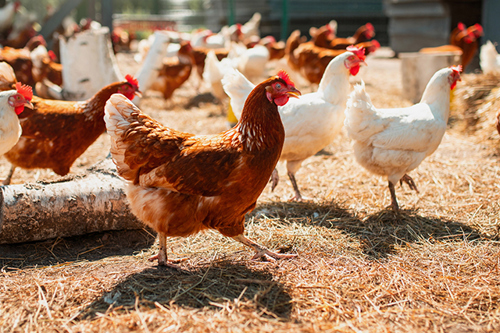 Application of YeaMOS for Poultry
