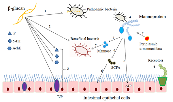 Mechanism of β-glucan and mannan for improving the intestinal environment Mechanism of β-glucan and mannan for improving the intestinal environment