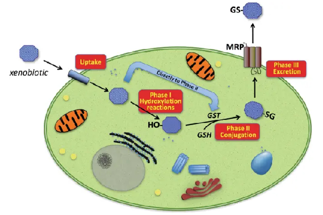 GSH_ 1.jpg GSH_ 1.jpg