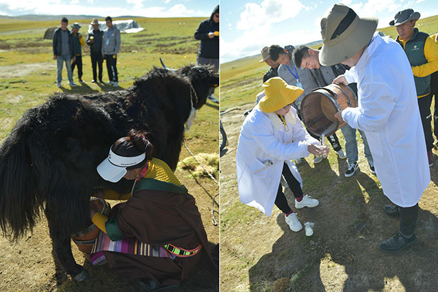 Angel’s First Industrialized Strain of Probiotics from Qinghai-Tibet Plateau
