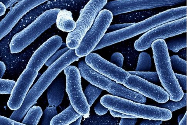 Angel’s First Industrialized Strain of Probiotics from Qinghai-Tibet Plateau