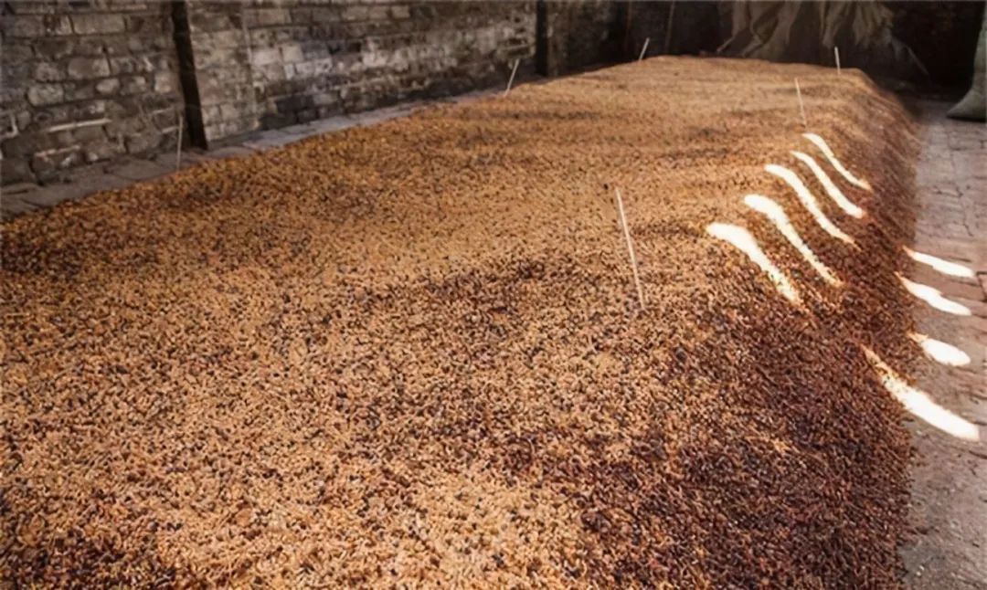 应用安琪酿酒曲糖化工艺研究