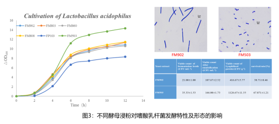 有机氮源改善菌体形态、提高冻干存活率