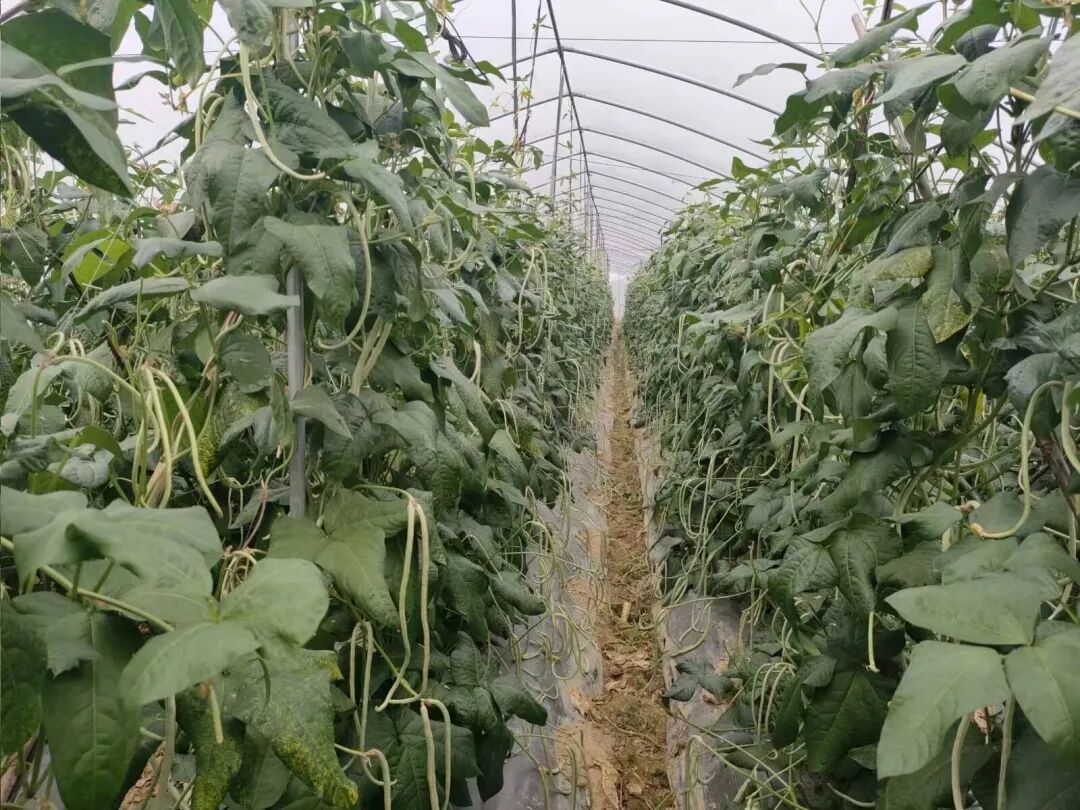 豆角长得格外好