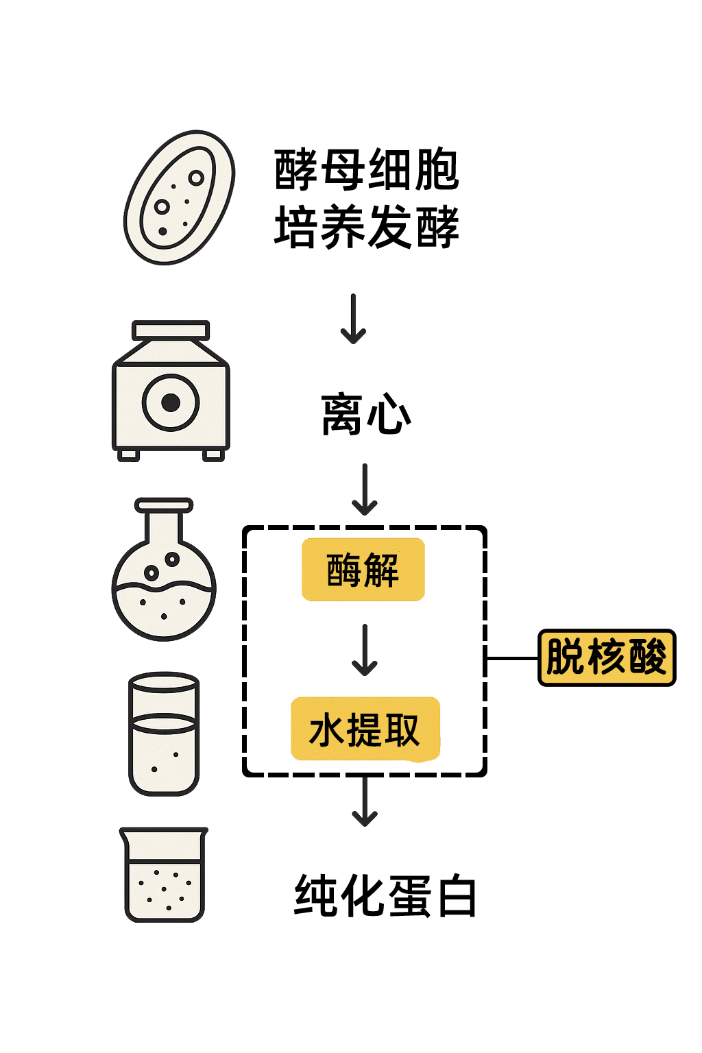 脱核酸工艺流程示意图 脱核酸工艺流程示意图