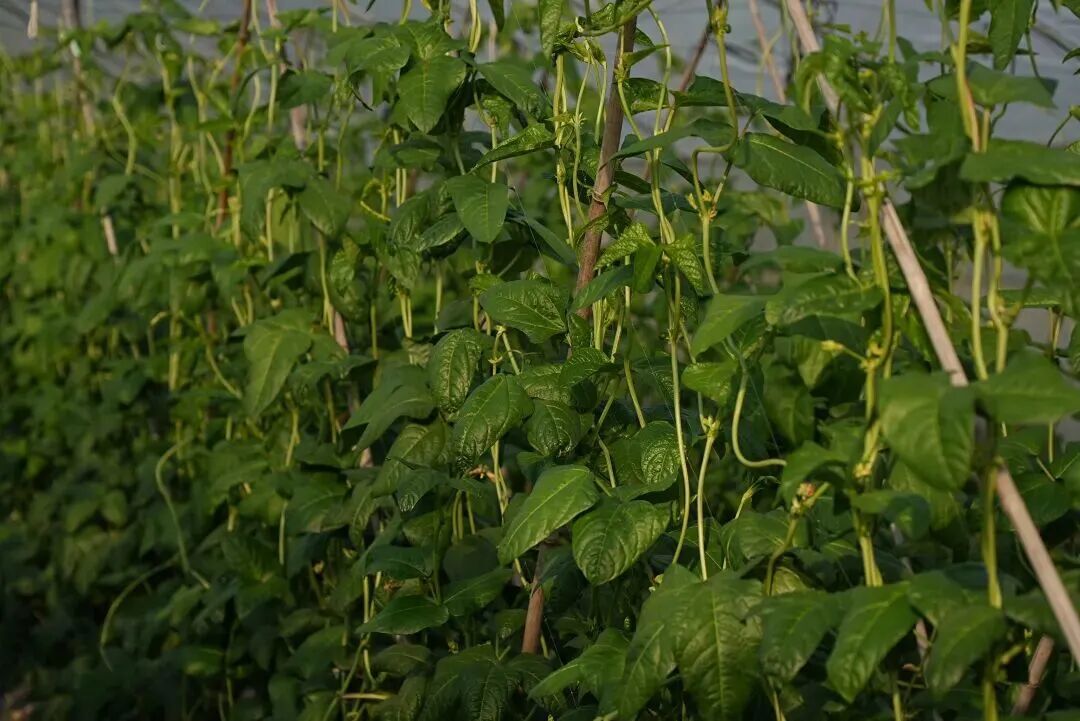 酵母科技为豆角种植