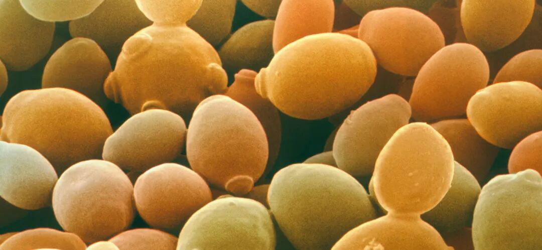 微观真菌 微观真菌