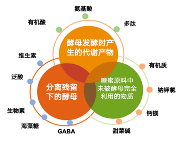 未被分离的酵母菌体