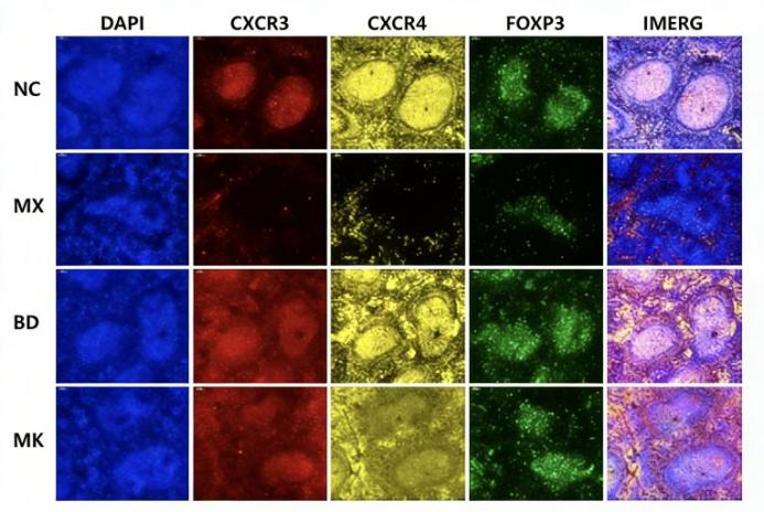 小鼠脾脏免疫细胞T细胞亚型表达量