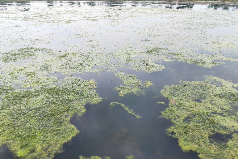 冬季培硅藻关键是“营养配得准”