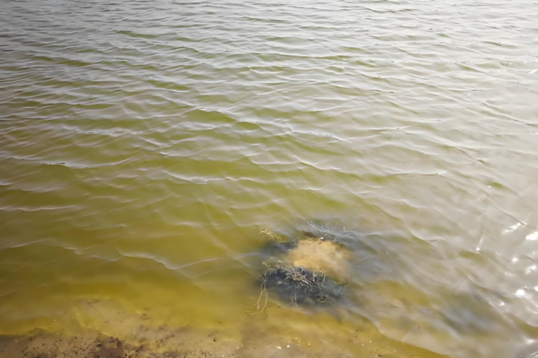 一线验证冬季也能稳住硅藻