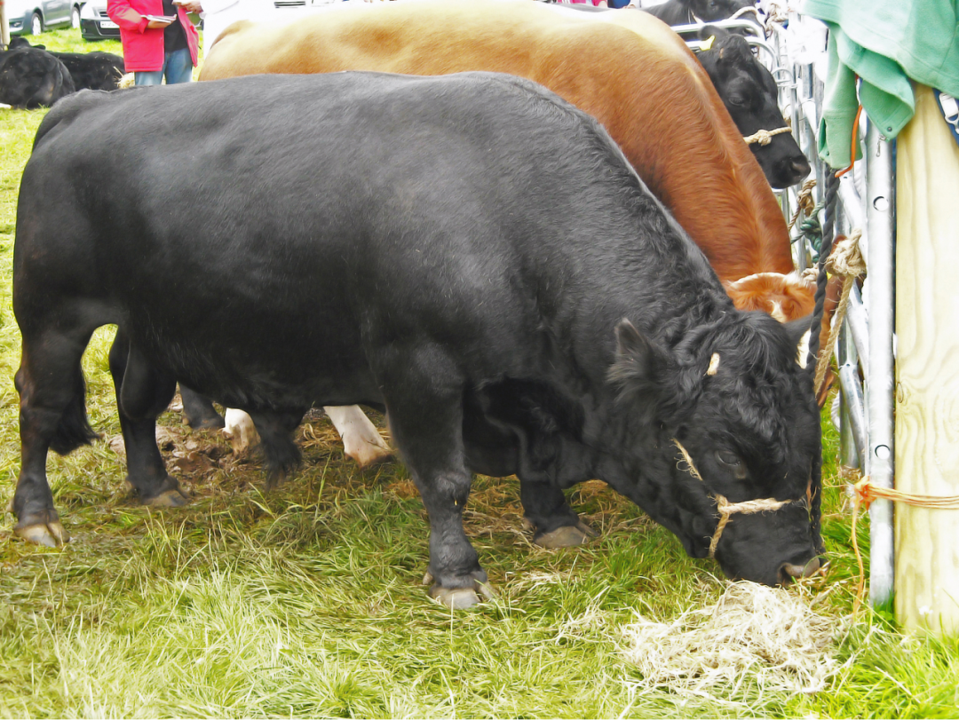 肉牛羊育肥功能性产品