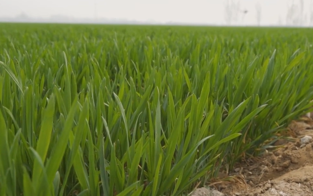 酵母营养肥补苗抗逆