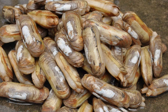 蛏贝冬季肥水关键在于“稳住硅藻”