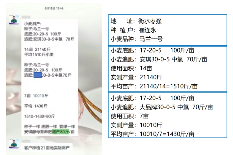 酵母氮肥产品的小麦叶片浓绿