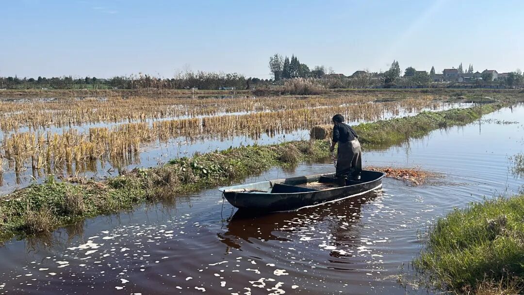 合理控制虾塘水位