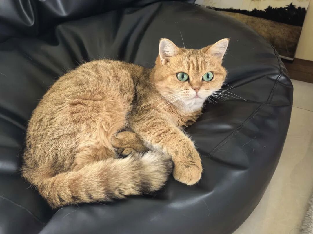 改善宠物消化吸收