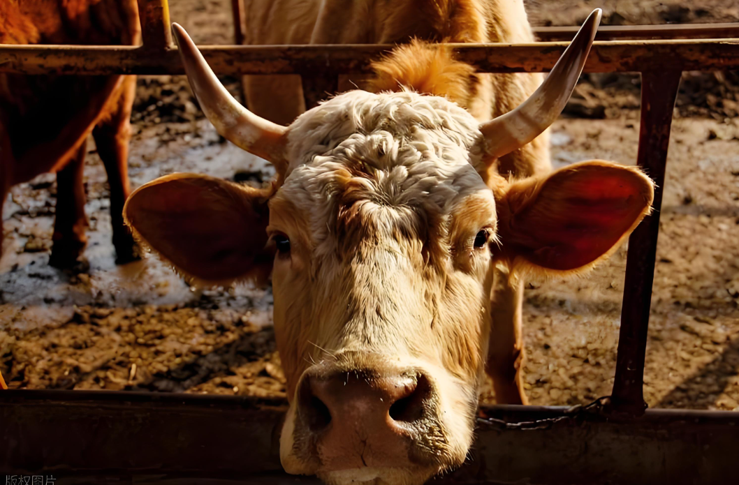 百可利荘：控油塑型，高价不愁