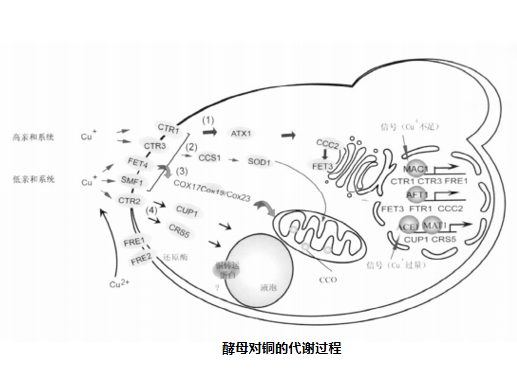 酿酒酵母铜代谢研究示意 酿酒酵母铜代谢研究示意