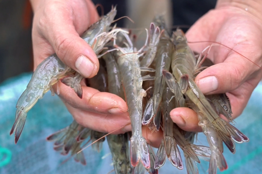 提升对虾品质与效益
