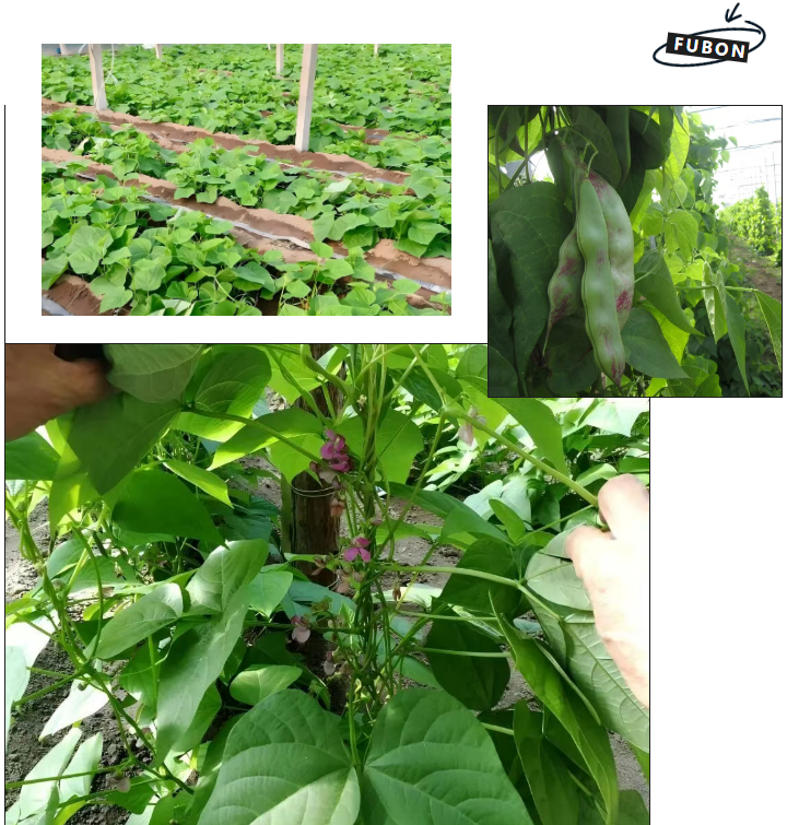 硝硫基16-10-16追肥