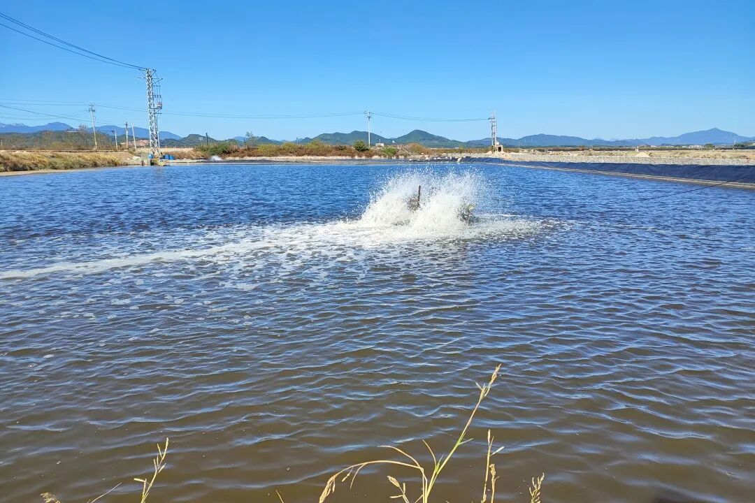 春季水产养殖放苗 春季水产养殖放苗
