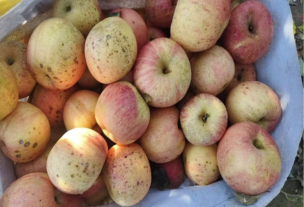 苹果苦痘病(又称斑点病) 苹果苦痘病(又称斑点病)