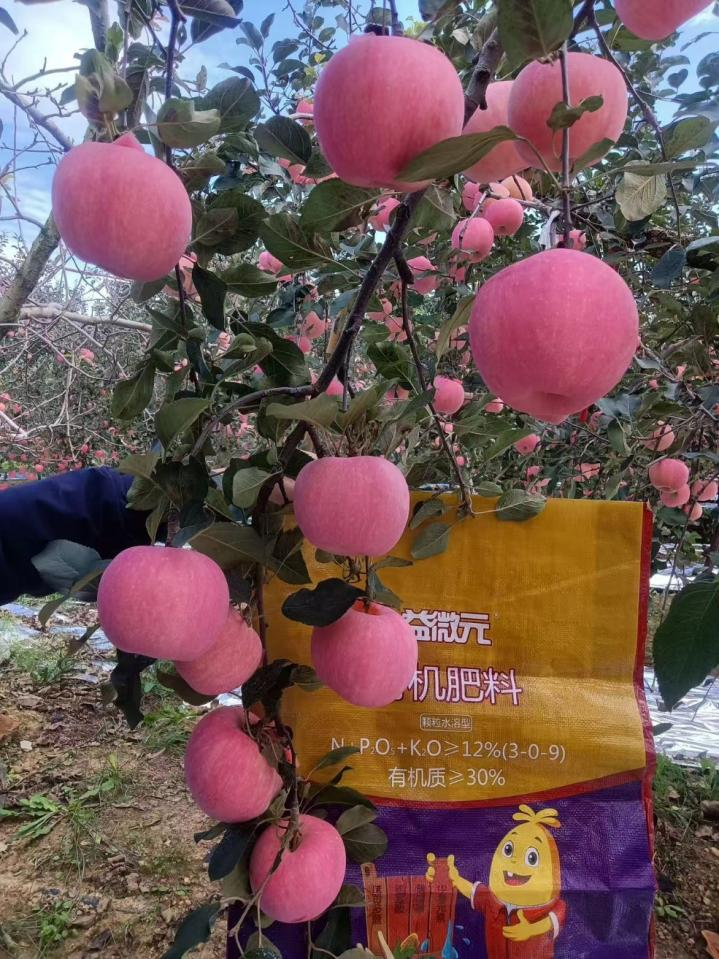 苹果苦痘病解决方法 苹果苦痘病解决方法