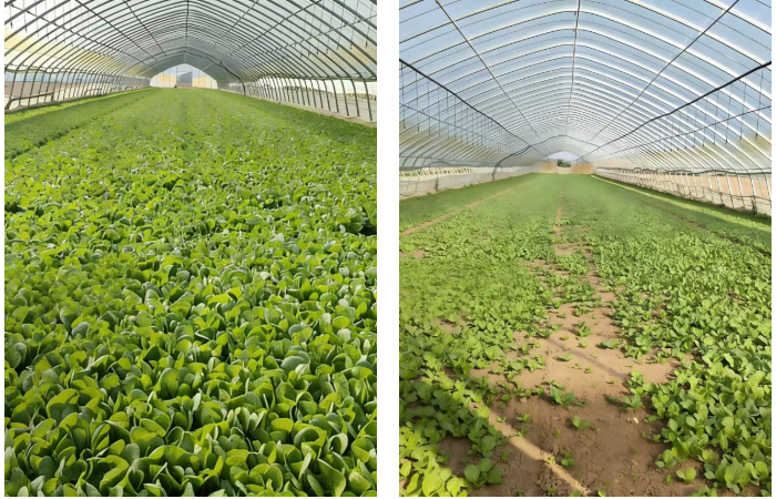 21-6-13硝硫基复合肥的地块