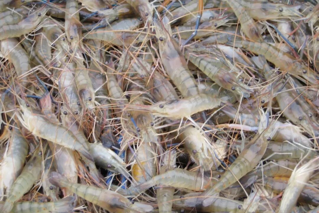 酵母硒增强对虾抗病力