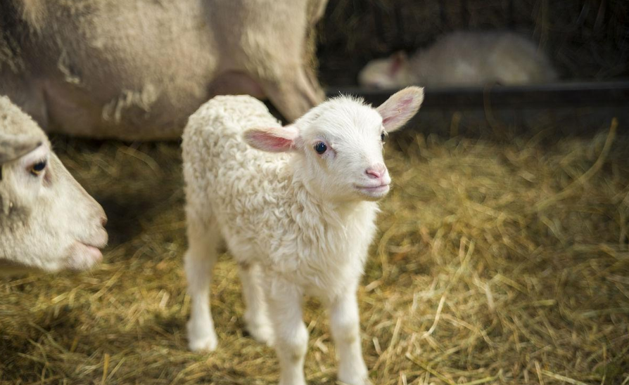 降低犊牛腹泻率
