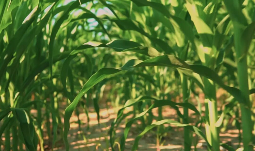 新阵线产品系列