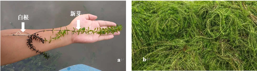 施用碳可力后旺盛生长的轮叶黑藻