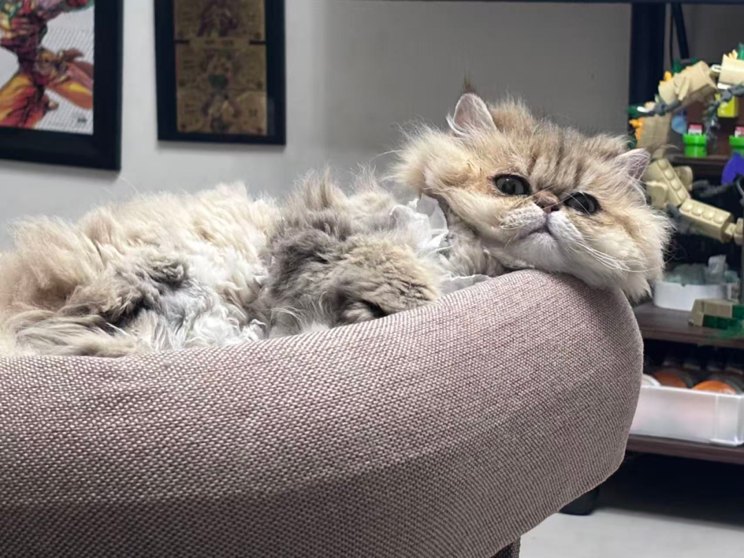 宠物添加剂 宠物添加剂