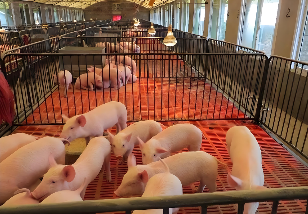 优质饲用酵母蛋白