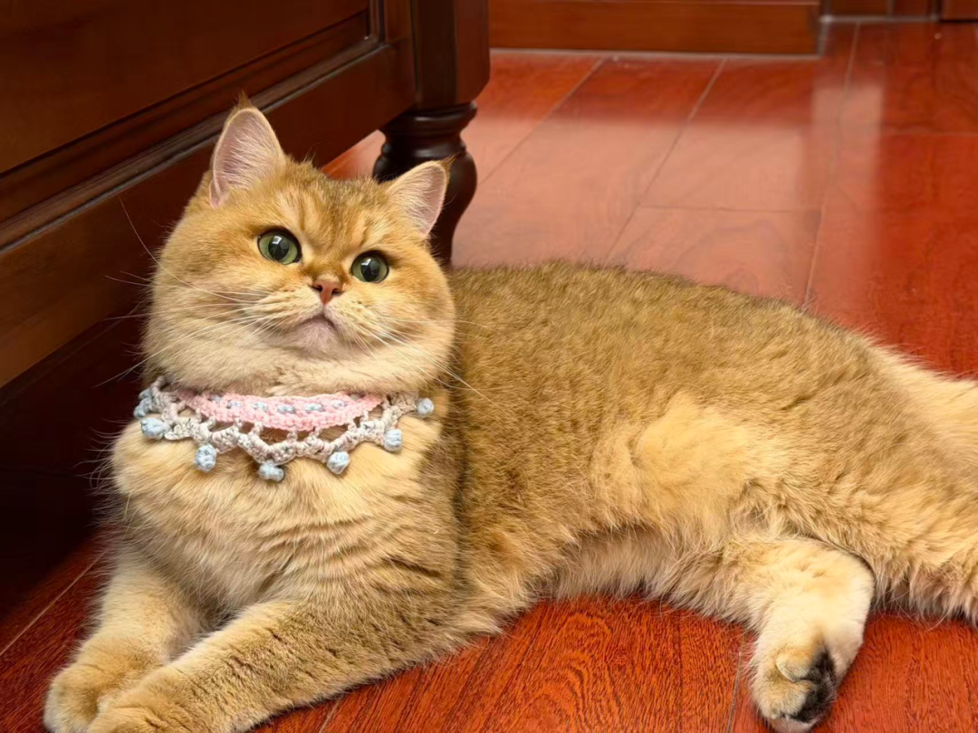 宠物浆体风味剂 宠物浆体风味剂