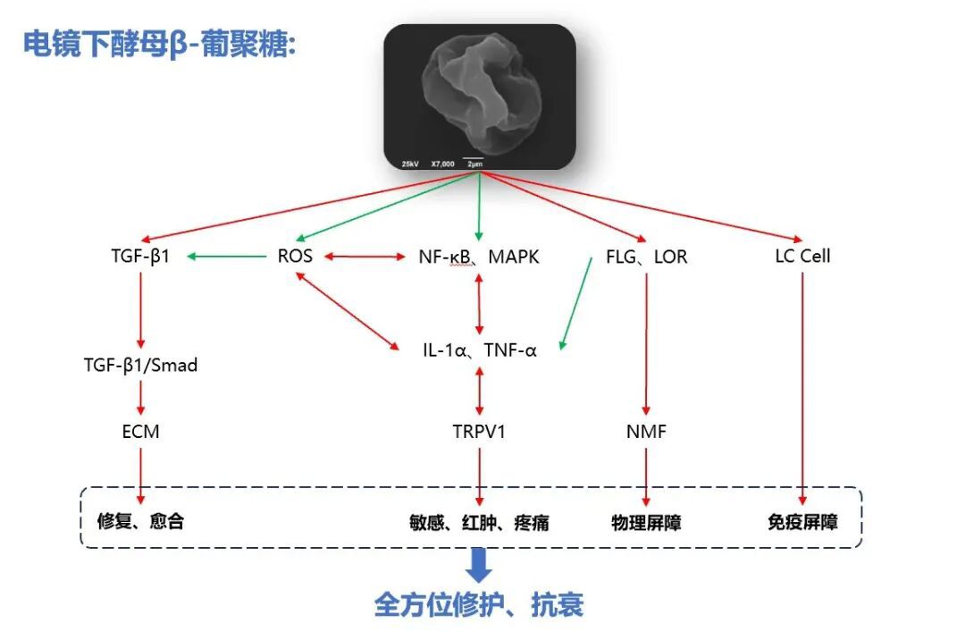 酵母β-葡聚糖能实现即时且显著的改善效果