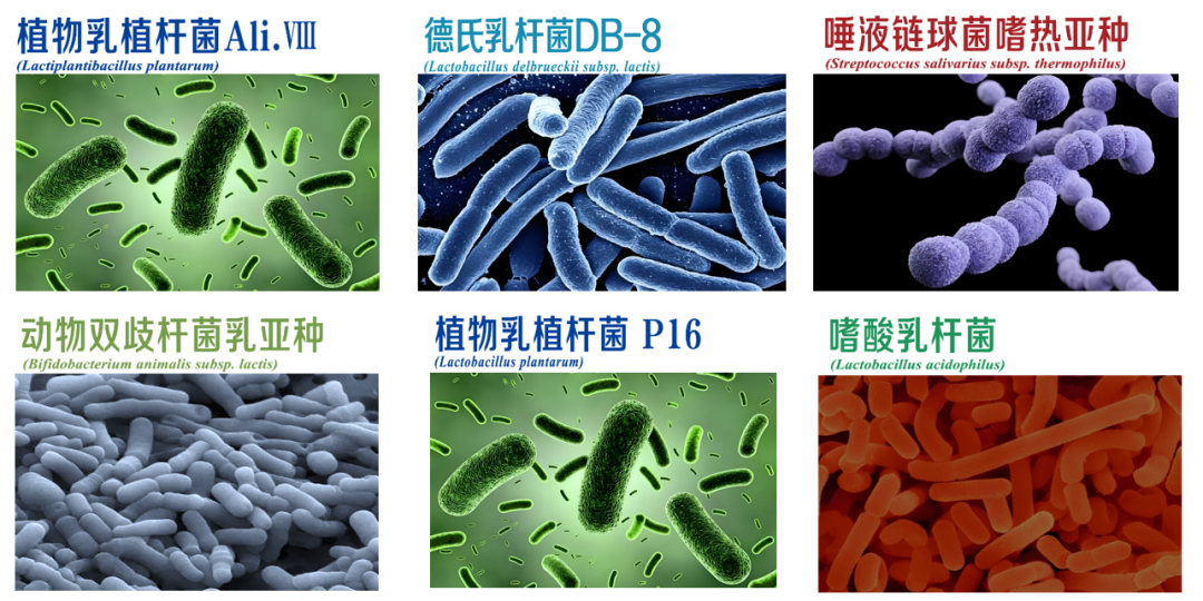 高原益生菌明星菌株系列