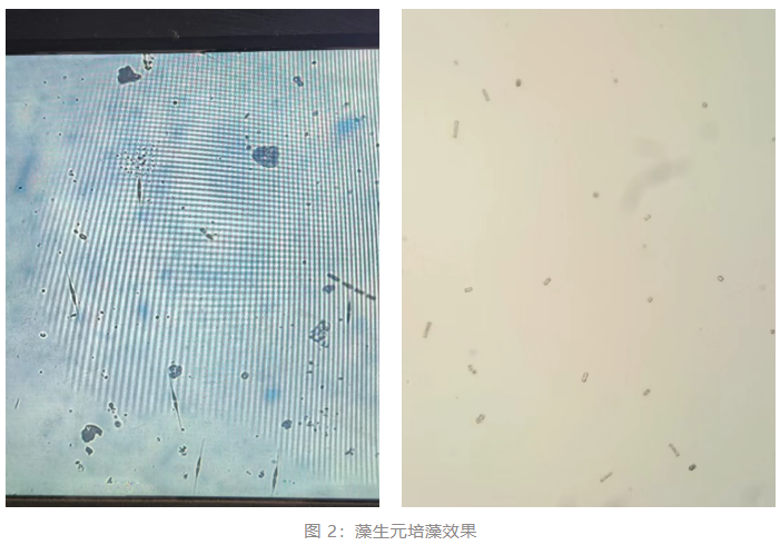 藻生元培藻效果 藻生元培藻效果