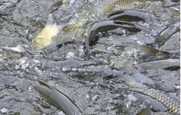 赛渔芬替代鱼粉