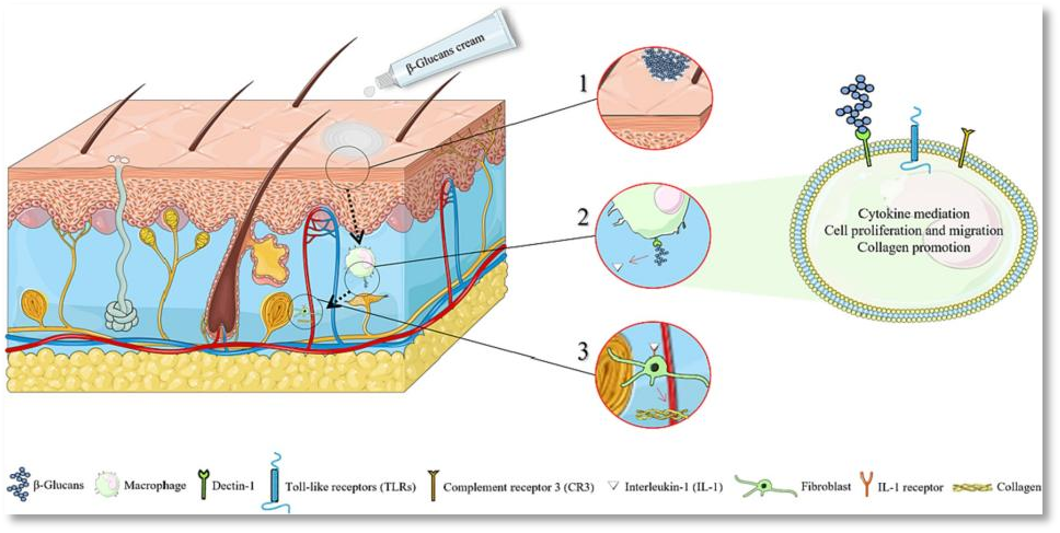 酵母β-葡聚糖进入皮肤的过程