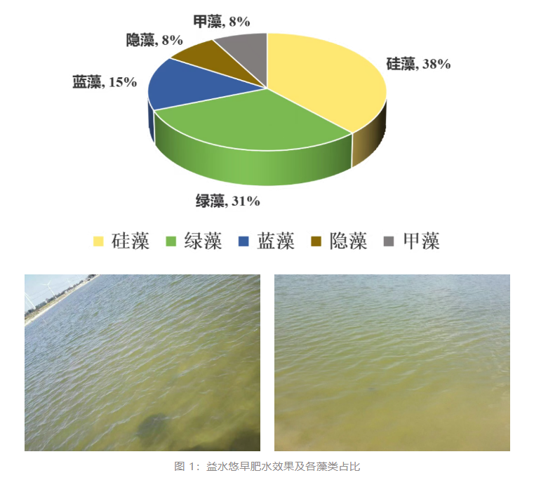 益水悠早肥水效果及各藻类占比 益水悠早肥水效果及各藻类占比