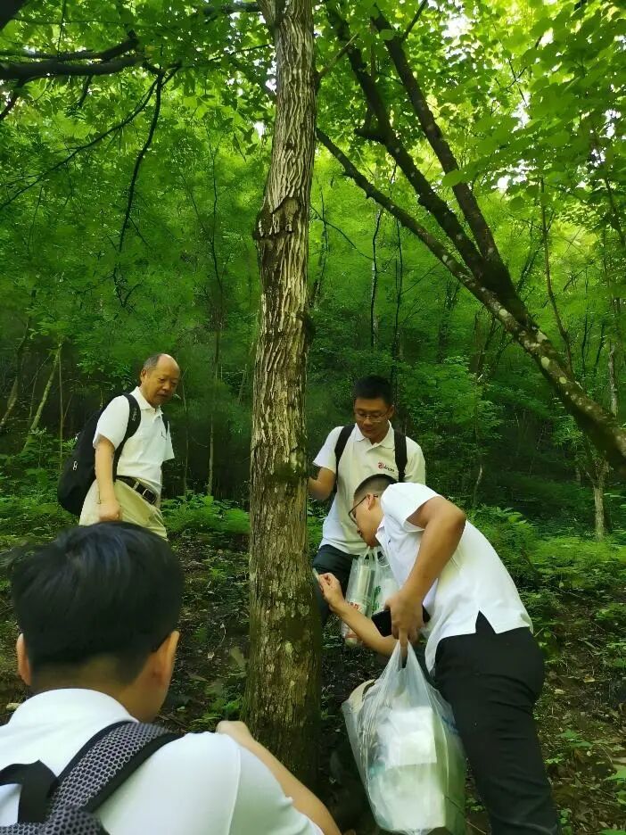 发酵人参-菌株筛选 发酵人参-菌株筛选