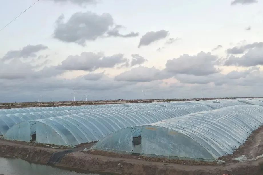 酵母代谢物遇上中微量元素