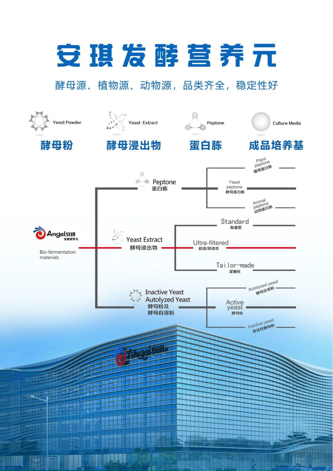 安琪发酵发酵营养元