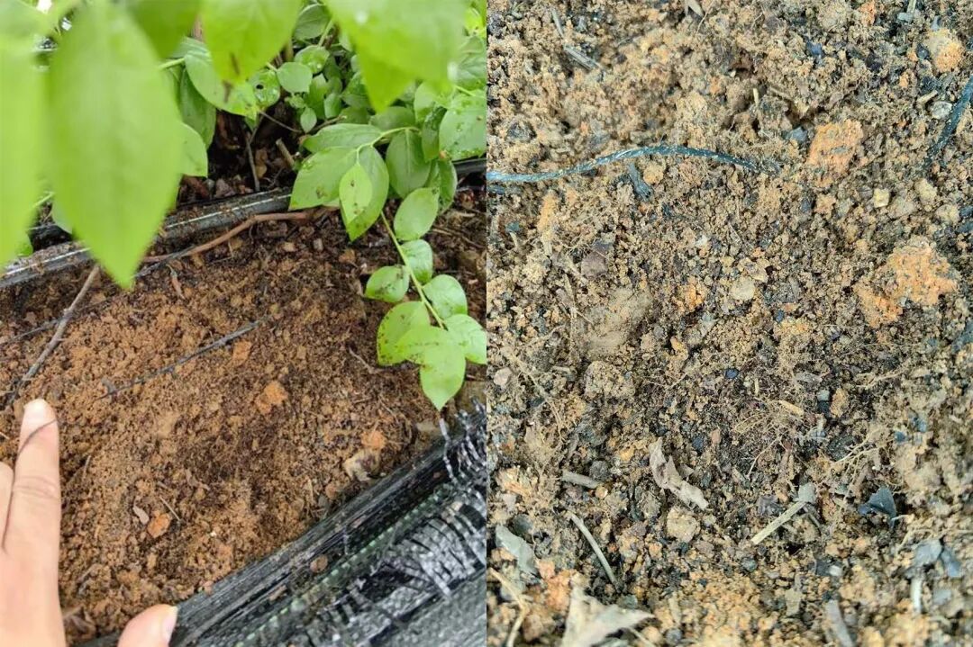 土壤根系好：土质疏松透气，根系茂密发达